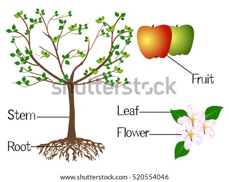 Illustration Shows Part Apple Plants Stock Vector 520554046 - Shutterstock
