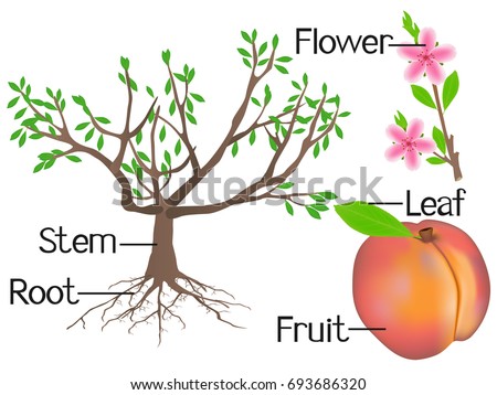 Illustration Shows Part Peach Plants Stock Vector 693686320 - Shutterstock