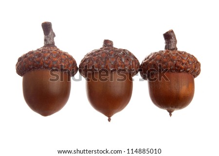 Acorn Different Types Sizes Collection Isolated Stock Photo 64294903 ...