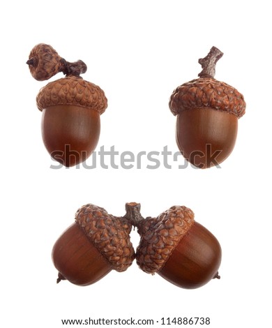 Acorn Different Types Sizes Collection Isolated Stock Photo 64294903 ...