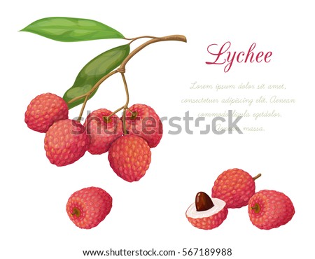 Vector illustration of lychee fruit. Series exotic fruits. Isolated objects on a white background. It achieved in a realistic style.