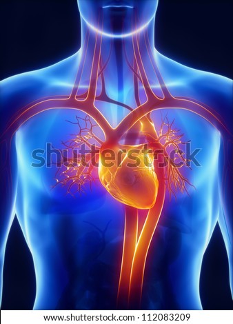 Anatomy Circulatory System Stock Illustration 112083209 - Shutterstock