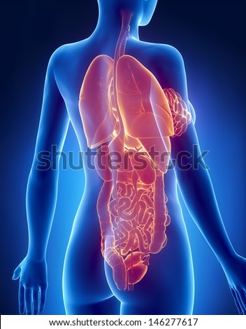 Female Organs Anatomy Stock Images, Royalty-Free Images & Vectors ...