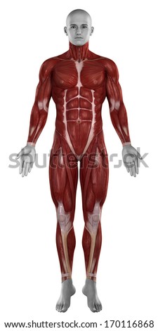 Anatomy Man Muscular System Upper Half Stock Illustration 79793632