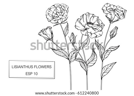 Lisianthus Stock Images, Royalty-Free Images & Vectors | Shutterstock
