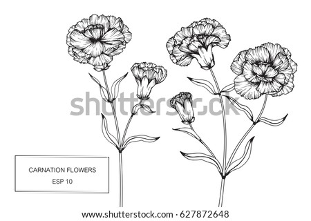 Carnation Flowers Drawing Sketch Lineart On Stock Vector 625864220