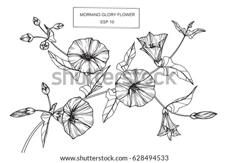 Morning Glory Flowers Drawing Sketch Lineart Stock Vector 628494533 ...