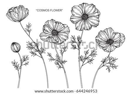 Cosmos Flowers Drawing Sketch Lineart On Stock Vector 644246953 ...