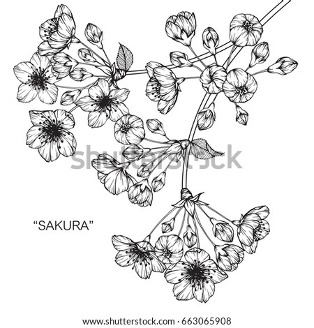 Cherry Blossom Sakura Flowers Drawing Sketch Stock Vector 659818093 ...