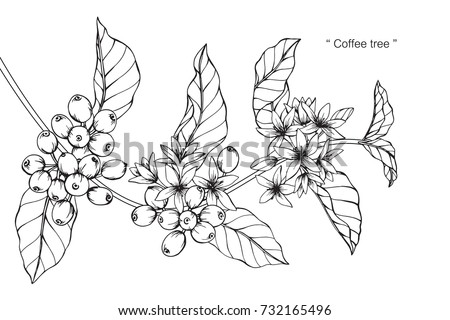 Hand Drawing And Sketch Coffee Tree Black White With Line Art Illustration Hand Drawing And Sketch Coffee Tree Black White With Line Art Illustration