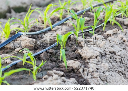 small corn field with drip irrigation system in farm