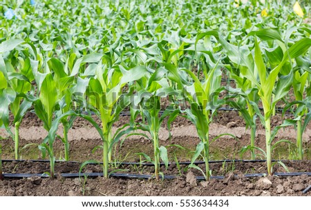 young corn field with drip irrigation system in farm