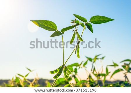 Green growing soybeans on a sunny day