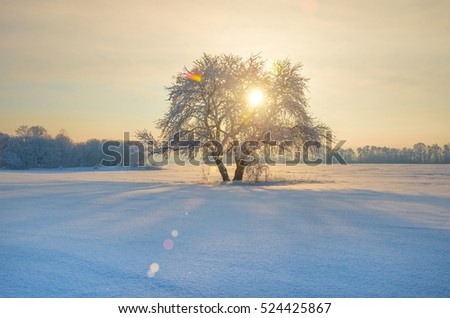solitary tree in a field covered with snow on the background of a winter forest and sky, winter background
