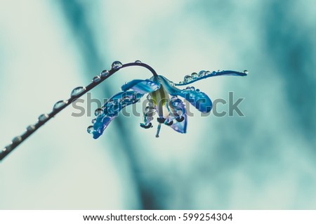 stock photo blue blossom flower spring snowdrops scilla squill soft focus nature background 599254304
