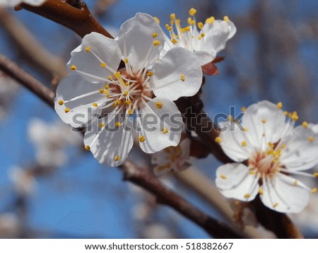 Apricot blossom. Fresh spring background