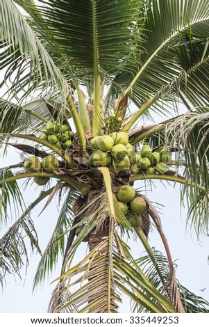 coconut fruit or vegetable fancy fruit coconut fruit or vegetable fancy fruit