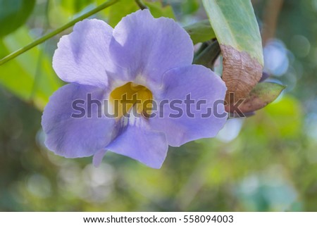 Acanthaceae Ã¥ÂºÂ“Ã¥Â­Â˜Ã¥Â›Â¾Ã§Â‰Â‡Ã£Â€ÂÃ¥Â…ÂÃ§Â‰ÂˆÃ§Â¨ÂŽÃ¥Â›Â¾Ã§Â‰Â‡Ã¥ÂÂŠÃ§ÂŸÂ¢Ã©Â‡ÂÃ¥Â›Â¾ Shutterstock