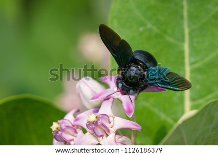 Bộ sưu tập Côn trùng - Page 41 Stock-photo-xylocopa-valga-or-carpenter-bee-on-calotropis-procera-or-apple-of-sodom-flowers-macro-with-shallow-1126186379