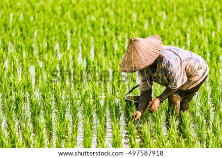 The Farmer planting on the organic paddy rice farmland