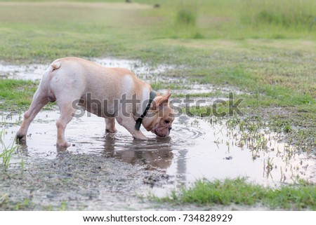 Cute Baby French Bull Dog Excercise Stock Photo Royalty Free