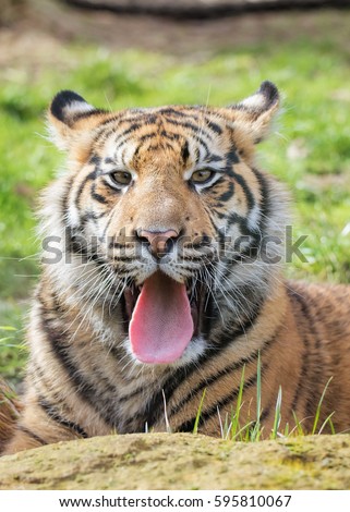 Tiger Tongue Stock Images, Royalty-Free Images & Vectors | Shutterstock