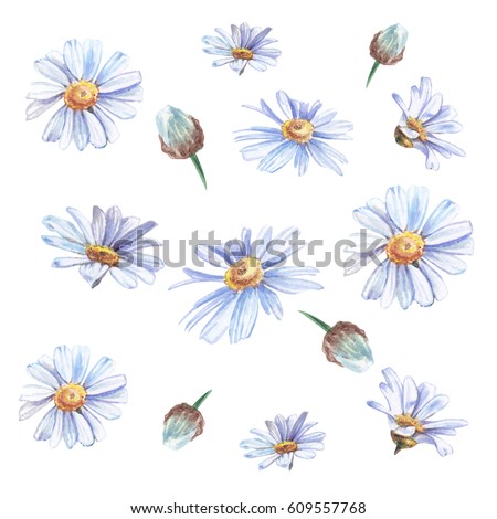 Blue watercolor daisies on white background