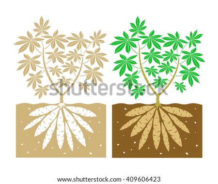 cassava plant with leaves and tubers