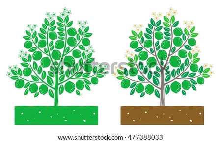 Lime Tree Leaves Product Stock Vector 477388033 - Shutterstock