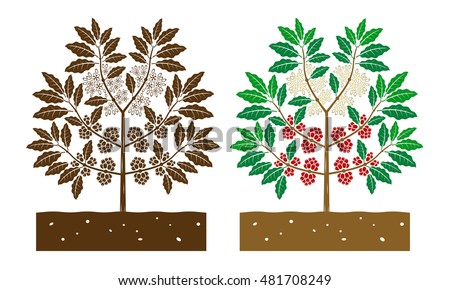 Coffee Tree With Leaves And Product Coffee Tree With Leaves And Product
