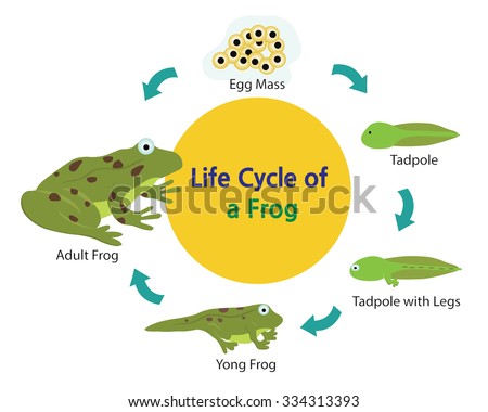 Frog Stock Photos, Royalty-Free Images & Vectors - Shutterstock