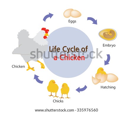 Embryology Stock Photos, Royalty-Free Images & Vectors - Shutterstock