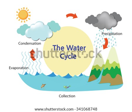 Water Cycle Stock Photos, Images, & Pictures | Shutterstock