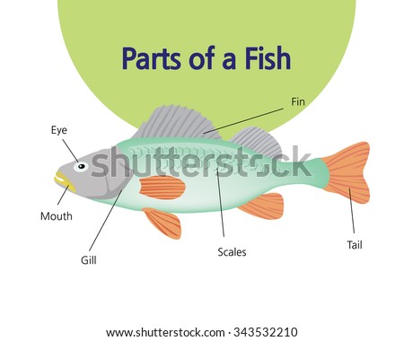 Fish Body Parts Diagram For Kids - Get Fishy: Beginner's Biology | Worksheet | Education.com ...