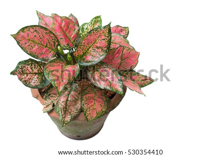 Aglaonema Stock Images, RoyaltyFree Images \u0026 Vectors Shutterstock