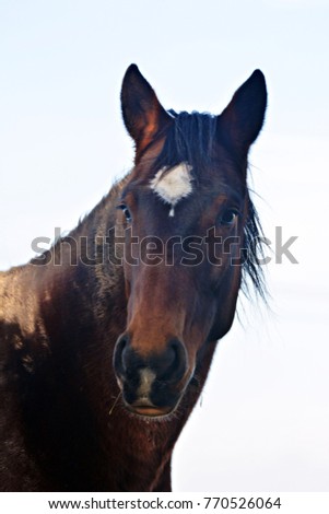 Horse Head Stock Images, Royalty-Free Images & Vectors | Shutterstock