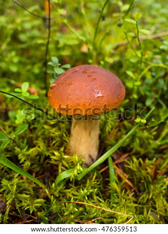 Mycelium Stock Photos Royalty Free Images Amp Vectors Shutterstock