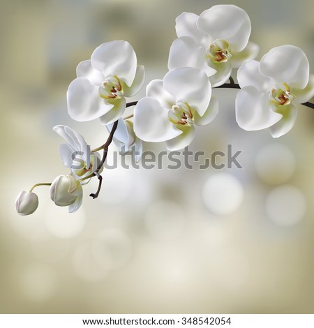 Moon Orchid flower vector on blur orchid background. Illustration of Moon Orchid.