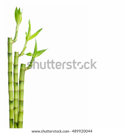 Bamboo Stock Images, Royalty-Free Images & Vectors | Shutterstock