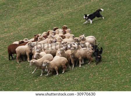 australian shepherd herding sheep sheep dog stock images royalty free images u0026 vectors shutterstock australian shepherd herding sheep sheep dog stock images royalty free images u0026 vectors shutterstock