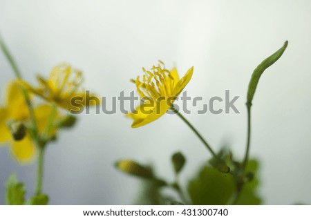 Dicotyledonous Plants Stock Photos Royalty-Free Images Vectors 