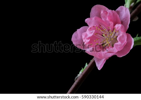 Japanese peach blossom on black
