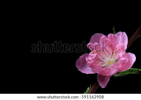 Japanese peach blossom on black