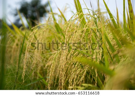 Rice fields, shot of rice field and drops