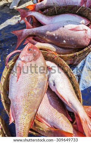 Fish