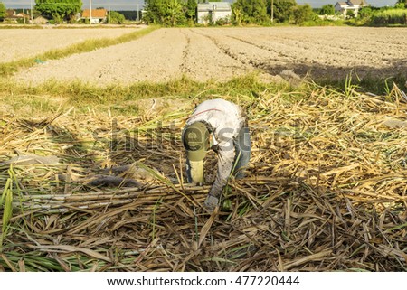 TAY NINH, VIETNAM - NOV 25, 2014: Workers havesting sugar cane on field at Tay Ninh, Vietnam.