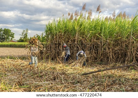TAY NINH, VIETNAM - NOV 25, 2014: Workers havesting sugar cane on field at Tay Ninh, Vietnam.
