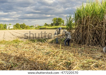 TAY NINH, VIETNAM - NOV 25, 2014: Workers havesting sugar cane on field at Tay Ninh, Vietnam.