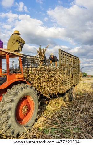TAY NINH, VIETNAM - NOV 25, 2014:Sugar cane harvest in Tay Ninh, Vietnam