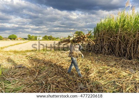 TAY NINH, VIETNAM - NOV 25, 2014: Workers havesting sugar cane on field at Tay Ninh, Vietnam.